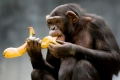 دراسة: الشمبانزي حيوان قاتل بطبيعته