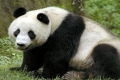 هل فى خطر فى بالك مرة السر وراء البقع السوداء فى جسد حيوان الباندا؟