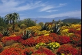 معجزة زهور الربيع بصحراء &quot;ناماكولاند&quot; الجافة