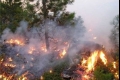 حريق هائل يأتي على 200 شجرة زيتون غرب جنين