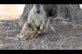 بالفيديو.. القرد دراكولا يأكل &quot;ظبى&quot;