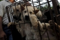 مهرجان لحوم الكلاب يثير خلافاً بشأن أكلها في الصين