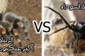 بالصور: ماذا يحدث عندما تتواجه الأرملة السوداء ضد أكبر عنكبوت في العالم!