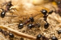 نوع من النمل يفاجئ العلماء!!