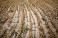 الجفاف يضرب جنوب أوروبا في أسوأ موجاته منذ عقود