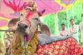 بالفيديو : كلفة زواج البقر في الهند أكثر من 15 ألف دولار