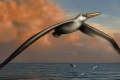 علماء يكتشفون أكبر طائر في العالم