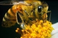 رد فعل النحل حين تُهاجمه “الدبابير القاتلة”.. يطلق صرخات تحذيرية لإنقاذ أفراد الخلية