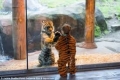 شاهد الفيديو..لهو طفل ونمر في حديقة حيوانات يجذب الملايين