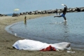 مصطافو أحد الشواطئ في إيطاليا يمرحون بجوار جثة مجهولة