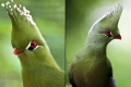 صور رائعة لطائر التوراكو.. طائر مدهش يمتلك (على ما يبدو) مصفف شعر خاص!