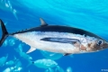 العثور على آثار للإشعاع النووي في أسماك التونه على الشواطئ الشرقية للمحيط الهادئ