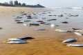ظاهرة غريبة في كوينزلاند تظهر فيها آلاف الأسماك على الشاطئ وتختفي خلال 24 ساعة