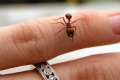لقرصة النملة فوائد لا تعرفها.. لن تنزعج منها بعد اليوم!