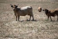 لا يجدون عشباً لإطعام الأبقار! الجفاف يُجبر فرنسا على إيقاف إنتاج أحد أشهر الأجبان
