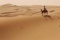 لتكتشف جمال طبيعة صحراء &quot;ليوا&quot; غوغل تصحبك في جولة لصحراء أبوظبي على ظهر إبل