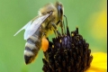 الدنج التى يصنعها النحل مضاد حيوى طبيعى لفيروس الأنفلوانزا والهربس