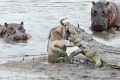 فيديو| أفراس النهر ينقذون حيوان “النو” من براثن التماسيح