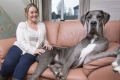أطول كلب في بريطانيا