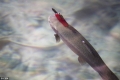 في سويسرا بالفيديو: سمكة بـ 7 أرواح..تسبح بسكينة في رقبتها