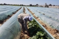 الأنفاق الزراعية في غزة.. ترشيدٌ لمياه الري ومحاصيل عضوية ونتاج غزير في غير مواسمه