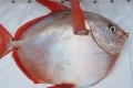 اكتشاف أول سمكة من ذوات الدم الحار