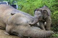 بالصور.. دموع فيل صغير يحاول يائساً إيقاظ أمه الميتة