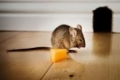 هل الفئران تحب الجُبْن حقاً؟؟