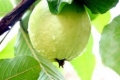 فاكهة الفقراء الهنود ... التفاح الاستوائي يغزو الأسواق الفلسطينية و70 الف شجرة في قلقيلية لوحدها