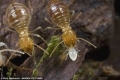 بالصور والفيديو... النمل الأبيض الفرموزي يجتاح وينشر الرعب في مدينة جنوب الولايات المتحدة