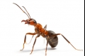 النمل أقوى مما تتخيل بكثير