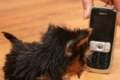 شاهدوا بالصور: أصغر كلب في العالم يحقق رقما قياسيا ويدخل موسوعة جينيس