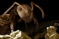 دراسة جديدة: النمل يعالج المعلومات بشكل أكثر كفاءة من جوجل!