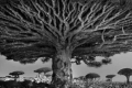 &quot;بورتريهات للزمن&quot; .... بالصور: أقدم أشجار العالم