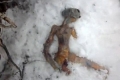 العثور على جثة مخلوق فضائي مفترض في سيبيريا بعد تحطم مركبته الفضائية