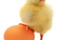 سجال لا ينتهي... الدجاجة قبل أم البيضة؟