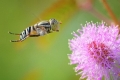 صور مدهشة لـ &quot;النحل الدؤوب&quot; وهو يحوم حول الأزهار