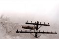 هل يمكن لعاصفة ثلجية القيام بهذا ؟ مشهد تاريخي من ميشيغان عام 1938