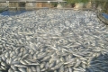 نفوق كميات هائلة من الأسماك في نهر النيل