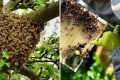 معلومات مثيرة عن نحل العسل نراهن أنك لم تسمع بها من قبل