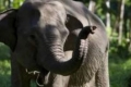 فيل يتفوق على البشر ويتحدث أصعب لغات العالم.. شاهد الفيديو