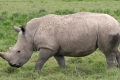 نفوق آخر وحيد قرن ذكر أبيض قادر على الإنجاب في العالم