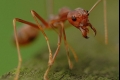 ماذا سيحدث للبشرية لا قدر الله لو إختفى النمل فجأة من الأرض؟؟