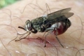بالفيديو : أخطر 10 حشرات بالعالم فأحذر منها