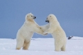 ترقص وتلعب وتتعانق بالصور: شاهد الوجه الآخر للدببة القطبية