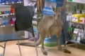 بالفيديو ..حيوان كنغر يلجأ إلى صيدلية بعد أن صدمته سيارة في ملبورن !