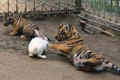 بالصور.. &quot;أرنب النينجا&quot; يحارب ببسالة النمور