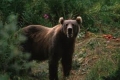 بالصور.. الدببة تتسوَّل في روسيا