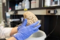 جامعة أمريكية تعلن فقدان 100 دماغ من مختبراتها