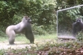 تصرف الحيوانات عند رؤيتها نفسها في المرآة (فيديو)